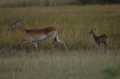 Impala and baby 